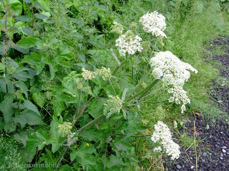  Image name: panace2.jpg 
 width: 800 pixel 
 height: 600 pixel 
 Size: 158631 bytes 
 Click to enlarge 